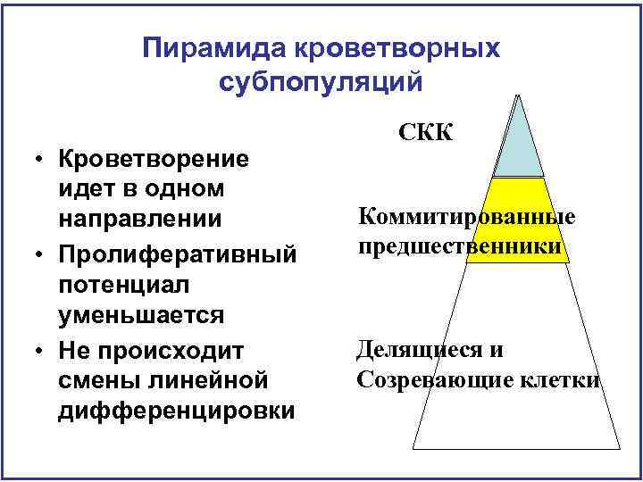 Пирамида кроветворных субпопуляций • Кроветворение идет в одном направлении • Пролиферативный потенциал уменьшается •