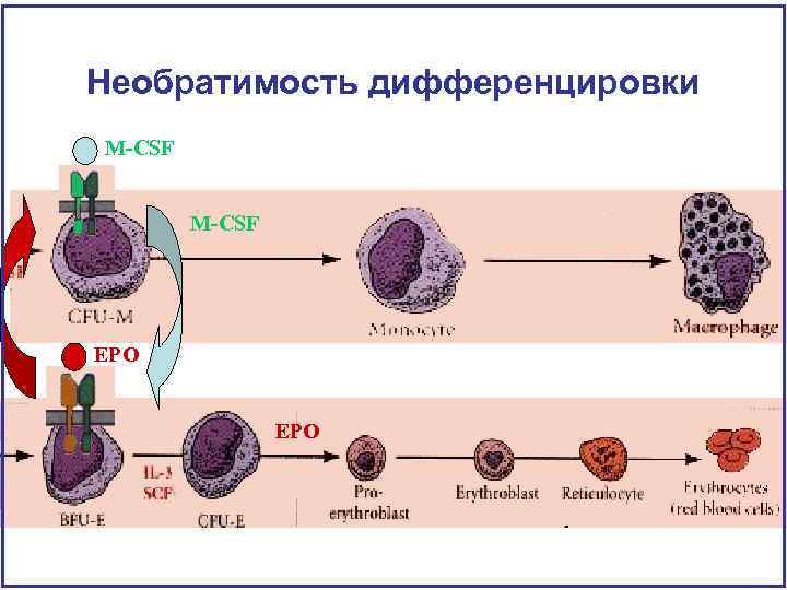 Необратимость дифференцировки M-CSF EPO 