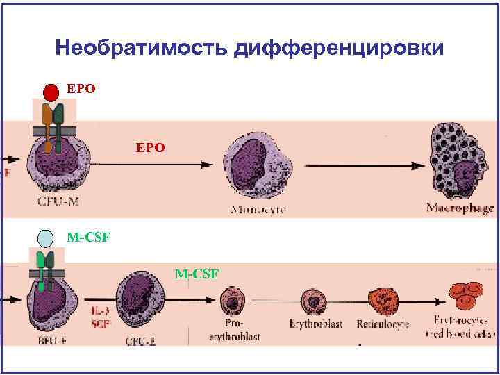 Необратимость дифференцировки EPO M-CSF 