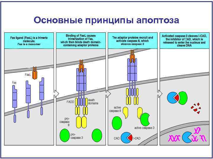 Основные принципы апоптоза 