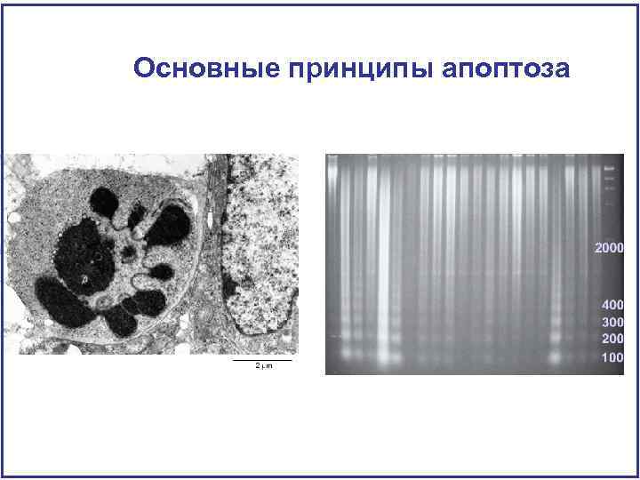 Основные принципы апоптоза 