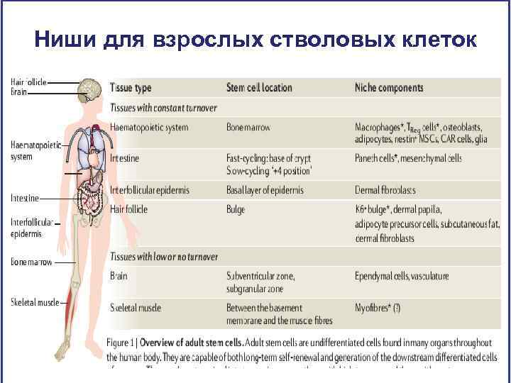 Ниши для взрослых стволовых клеток 