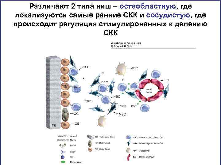 Различают 2 типа ниш – остеобластную, где локализуются самые ранние СКК и сосудистую, где