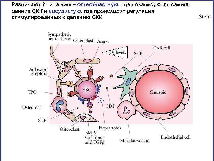 Различают 2 типа ниш – остеобластную, где локализуются самые ранние СКК и сосудистую, где