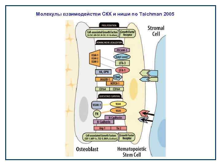 Молекулы взаимодействи СКК и ниши по Taichman 2005 