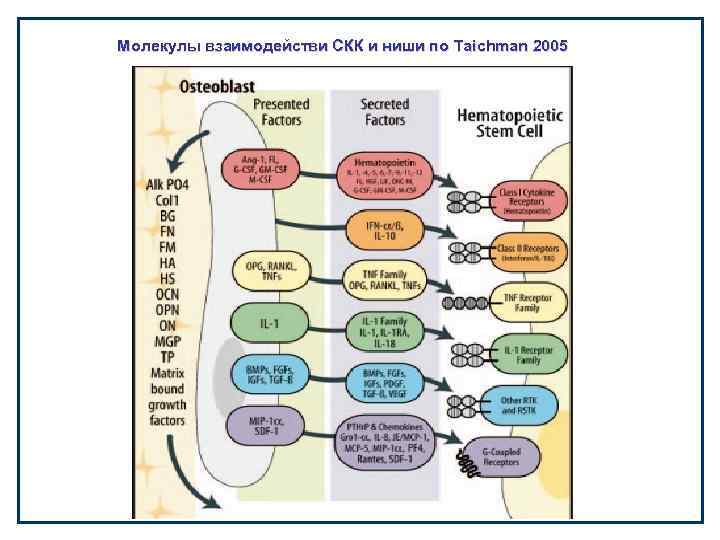 Молекулы взаимодействи СКК и ниши по Taichman 2005 