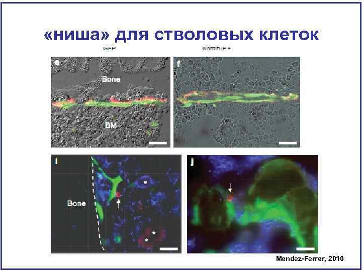  «ниша» для стволовых клеток Mendez-Ferrer, 2010 