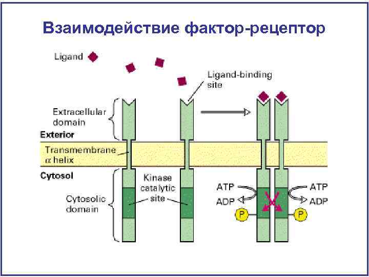 Взаимодействие фактор-рецептор 