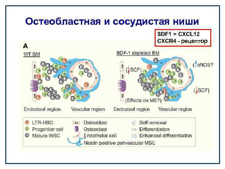 Остеобластная и сосудистая ниши SDF 1 = CXCL 12 CXCR 4 - рецептор 