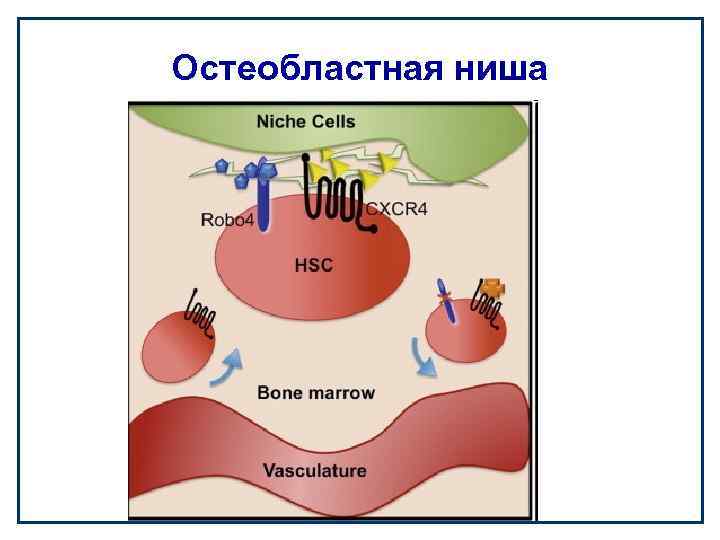 Остеобластная ниша 