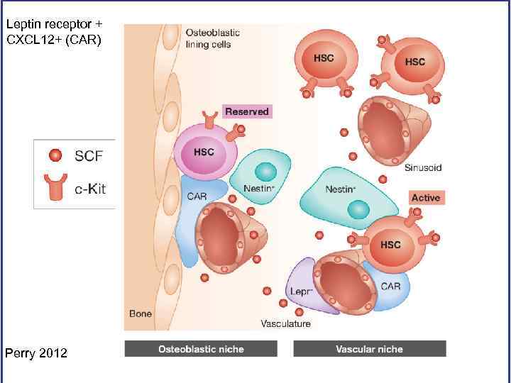 Leptin receptor + CXCL 12+ (CAR) Perry 2012 