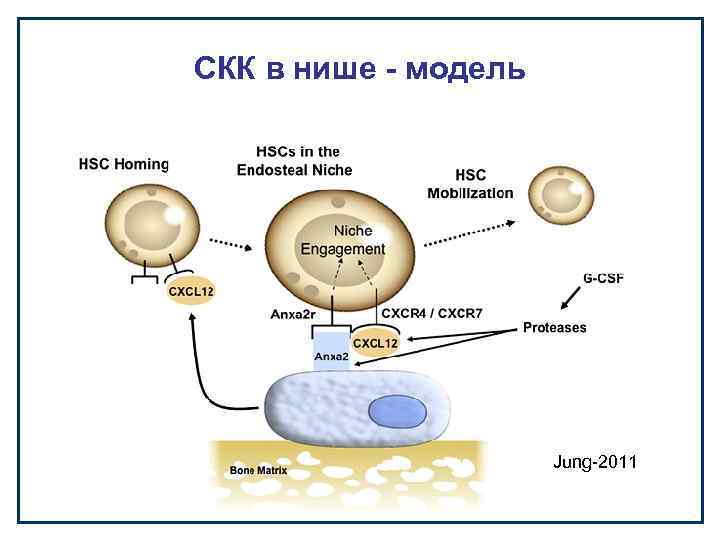 СКК в нише - модель Jung-2011 