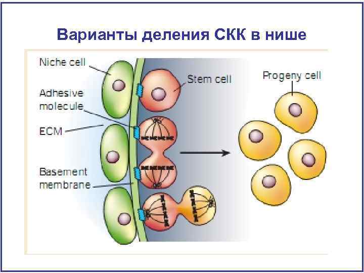 Варианты деления СКК в нише 