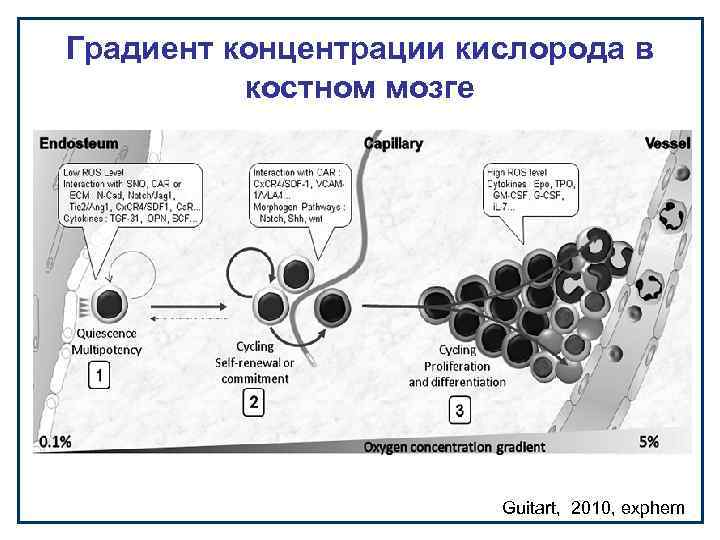 Градиент концентрации кислорода в костном мозге Guitart, 2010, exphem 