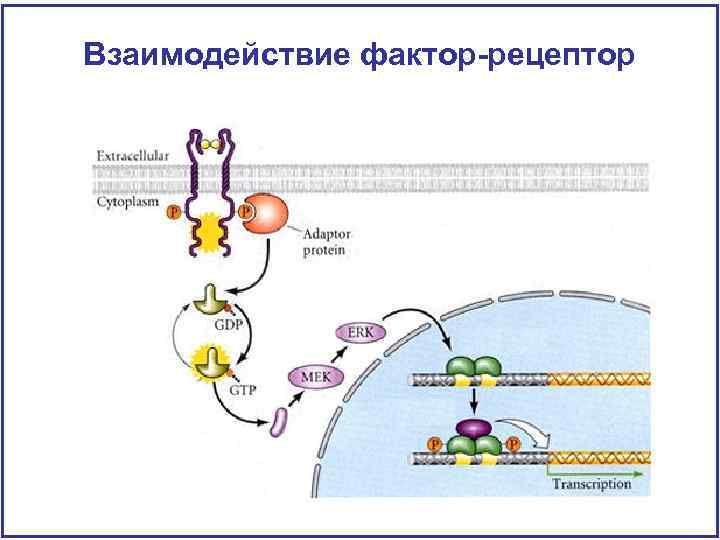 Взаимодействие фактор-рецептор 