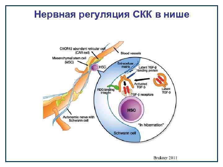 Нервная регуляция СКК в нише 