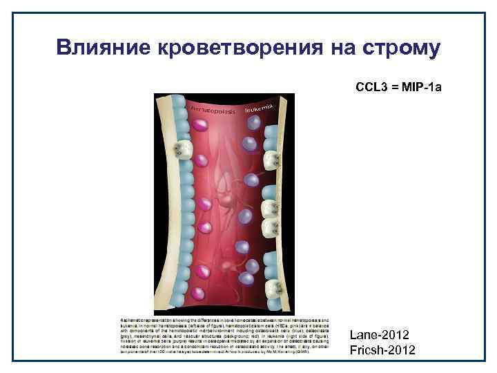 Влияние кроветворения на строму CCL 3 = MIP-1 a Lane-2012 Fricsh-2012 