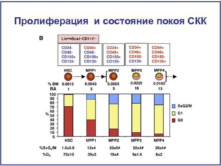 Пролиферация и состояние покоя СКК 