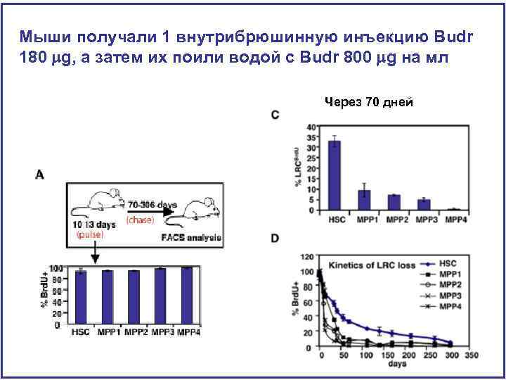 Мыши получали 1 внутрибрюшинную инъекцию Budr 180 mg, а затем их поили водой с