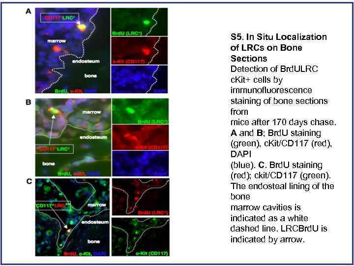 S 5. In Situ Localization of LRCs on Bone Sections Detection of Brd. ULRC