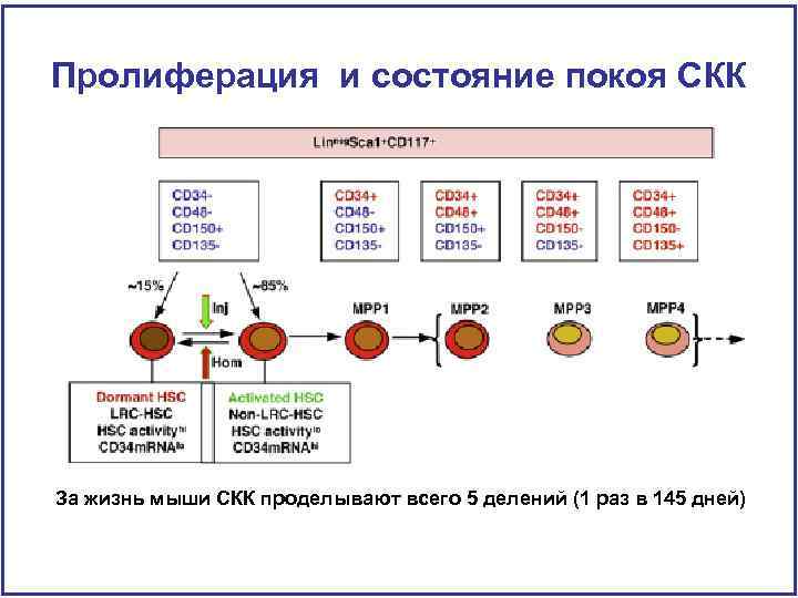 Пролиферация и состояние покоя СКК За жизнь мыши СКК проделывают всего 5 делений (1