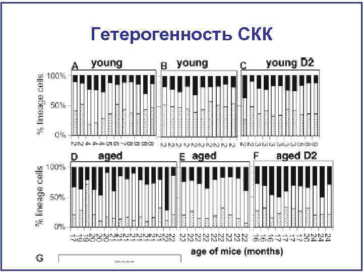 Гетерогенность СКК 