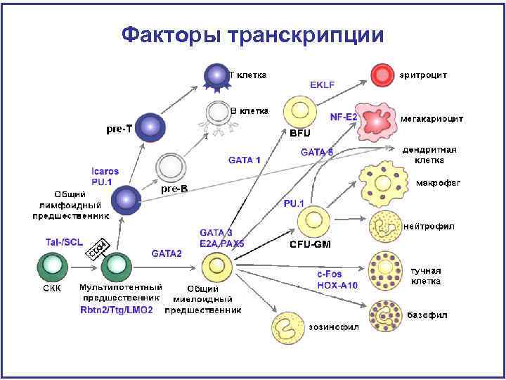 Факторы транскрипции 