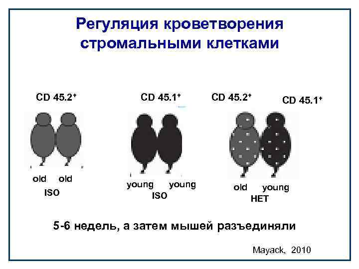 Регуляция кроветворения стромальными клетками CD 45. 2+ old ISO CD 45. 1+ young ISO