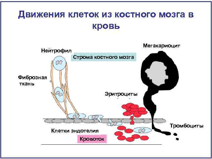 Движения клеток из костного мозга в кровь Мегакариоцит Нейтрофил Строма костного мозга Фиброзная ткань