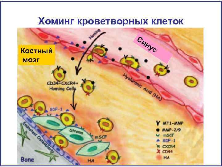 Хоминг кроветворных клеток Си Костный мозг ну с 