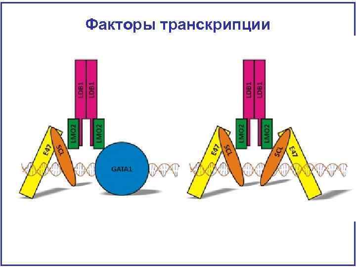 Факторы транскрипции 