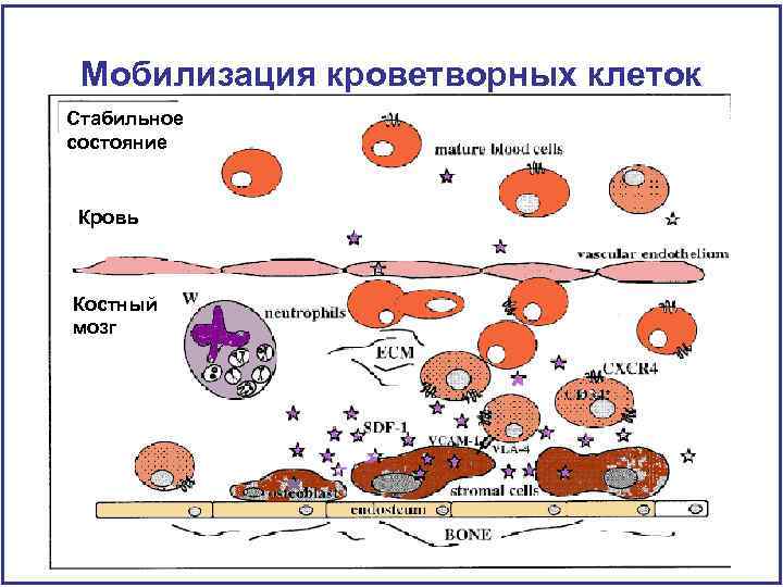 Мобилизация кроветворных клеток Стабильное состояние Кровь Костный мозг 