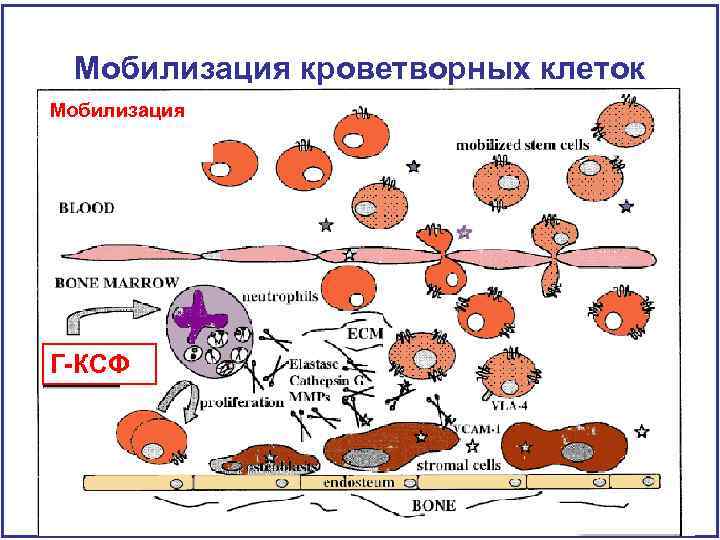 Мобилизация кроветворных клеток Мобилизация Кровь Костный мозг Г-КСФ 