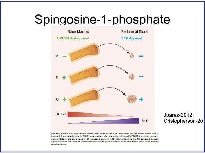 Spingosine-1 -phosphate Juarez-2012 Cristopherson-201 