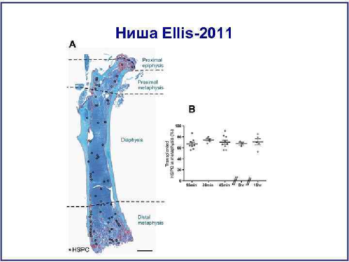 Ниша Ellis-2011 