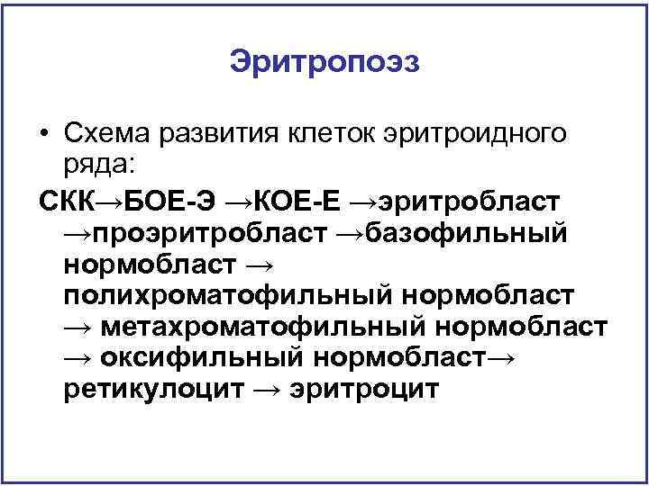 Эритропоэз • Схема развития клеток эритроидного ряда: СКК→БОЕ-Э →КОЕ-Е →эритробласт →проэритробласт →базофильный нормобласт →