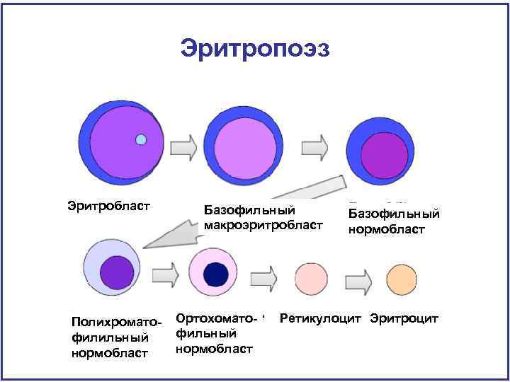 Эритропоэз