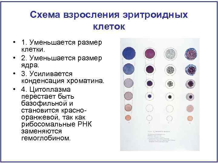 Схема взросления эритроидных клеток • 1. Уменьшается размер клетки. • 2. Уменьшается размер ядра.