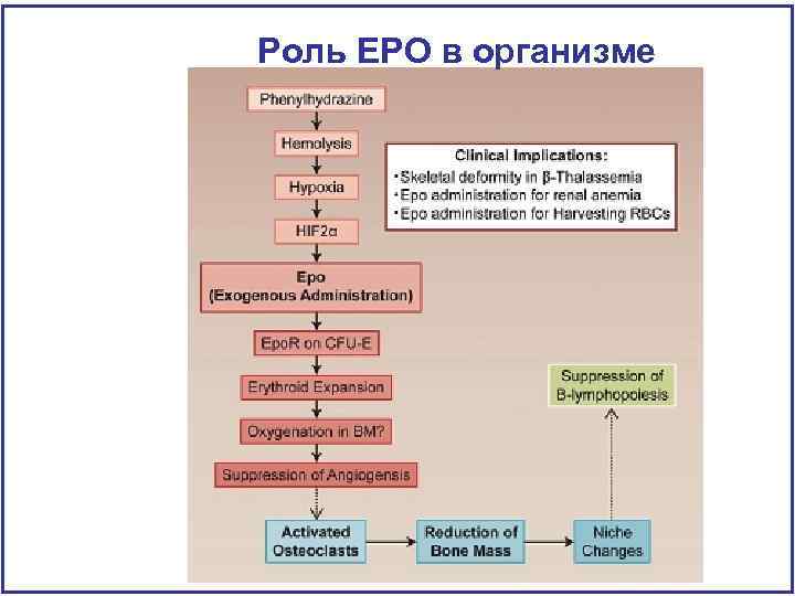 Роль ЕРО в организме 