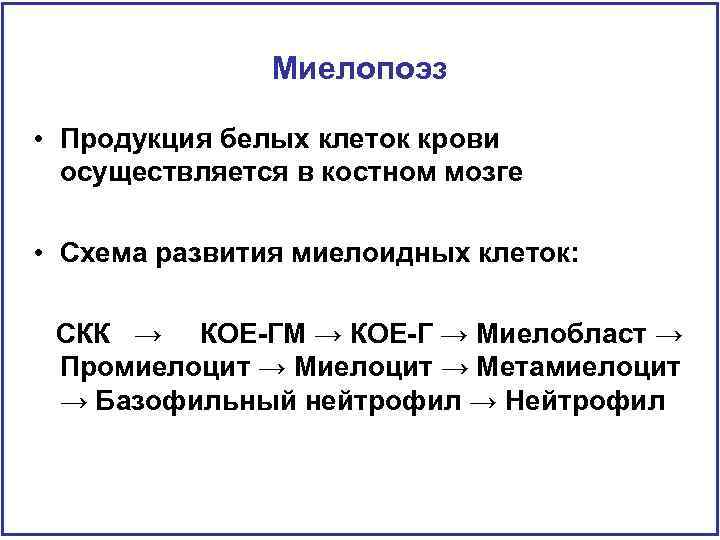 Миелопоэз • Продукция белых клеток крови осуществляется в костном мозге • Схема развития миелоидных