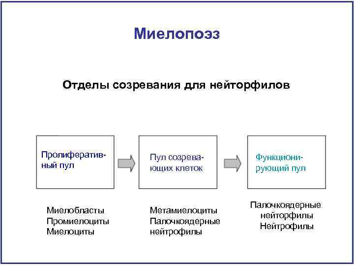 Миелопоэз Отделы созревания для нейторфилов Пролиферативный пул Миелобласты Промиелоциты Миелоциты Пул созревающих клеток Метамиелоциты