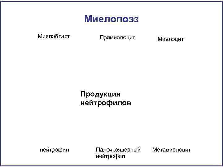 Миелопоэз Миелобласт Промиелоцит Миелоцит Продукция нейтрофилов нейтрофил Палочкоядерный нейтрофил Метамиелоцит 