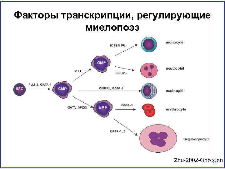 Факторы транскрипции, регулирующие миелопоэз Zhu-2002 -Oncogen 