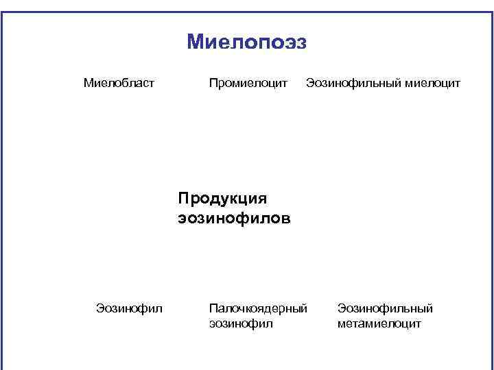 Миелопоэз Миелобласт Промиелоцит Эозинофильный миелоцит Продукция эозинофилов Эозинофил Палочкоядерный эозинофил Эозинофильный метамиелоцит 