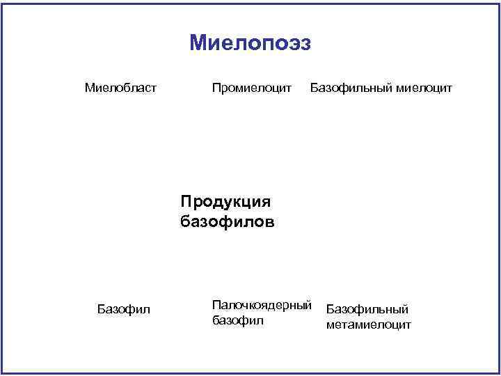 Миелопоэз Миелобласт Промиелоцит Базофильный миелоцит Продукция базофилов Базофил Палочкоядерный базофил Базофильный метамиелоцит 