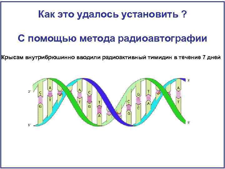 Как это удалось установить ? С помощью метода радиоавтографии Крысам внутрибрюшинно вводили радиоактивный тимидин