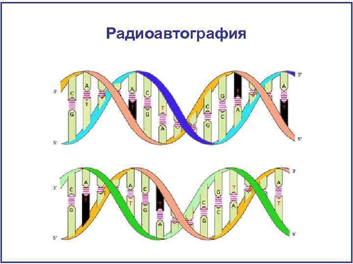 Радиоавтография 