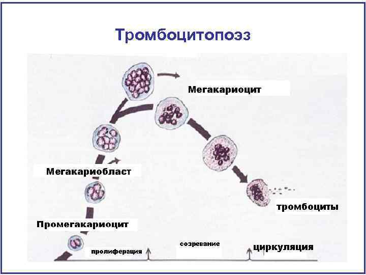 Тромбоцитопоэз 