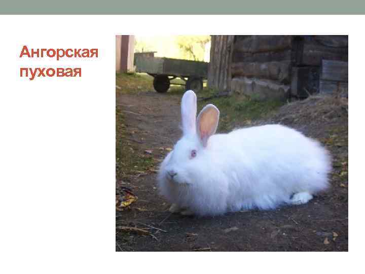 Ангорская пуховая 