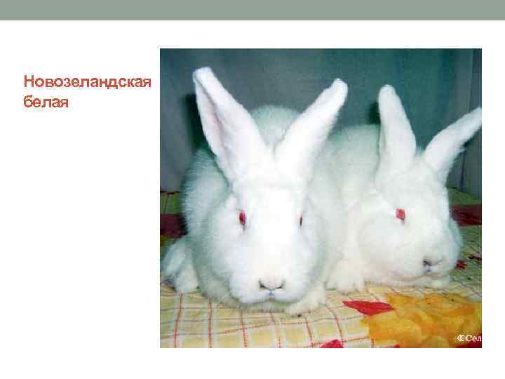 Новозеландская белая 